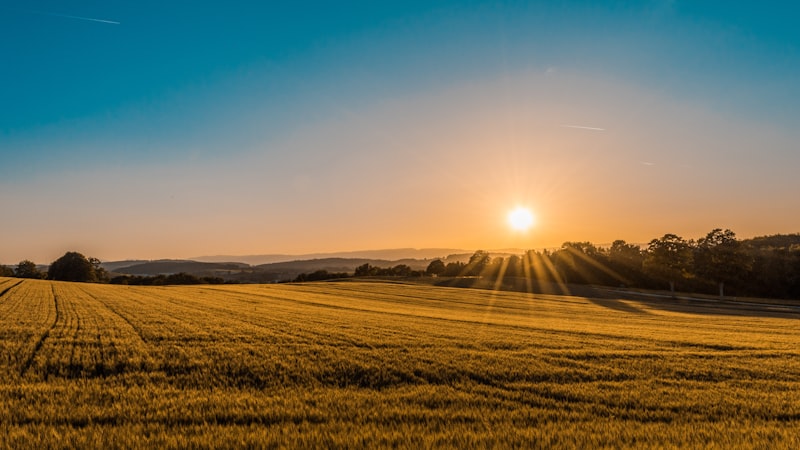 Open vacant land with green fields and trees